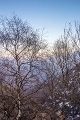 Fototapeta na wymiar дерево на фоне горного склона в тумане, пейзаж, природа