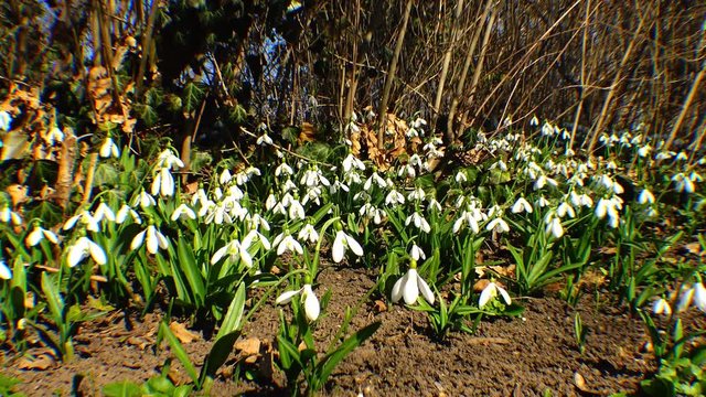 Snowdrops, rare and endangered plants of the south of Ukraine