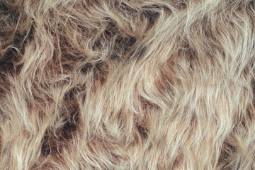 Long pile fur background. Texture of faux fur with long pile. Blank background