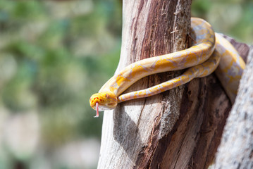 serpent jaune sur un arbre