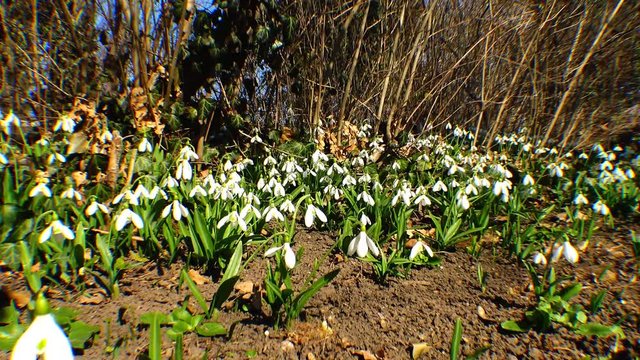 Snowdrops, rare and endangered plants of the south of Ukraine