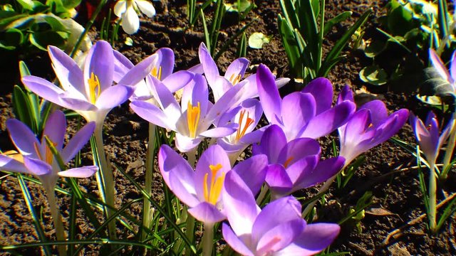 Beautiful spring crocuses and galanthus in the garden