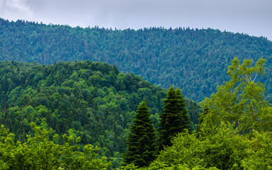 All greens of Caucasus