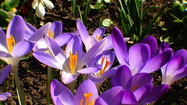 Beautiful spring crocuses and galanthus in the garden