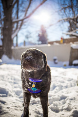 Lab in Snow