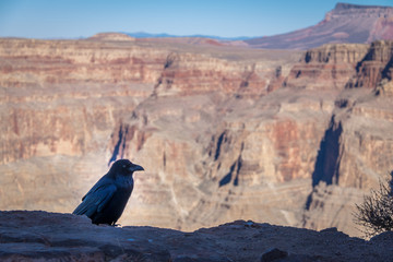 Black Raven at Grand Canyon West Rim - Arizona, USA