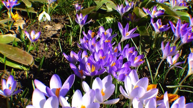 Beautiful spring crocuses and galanthus in the garden