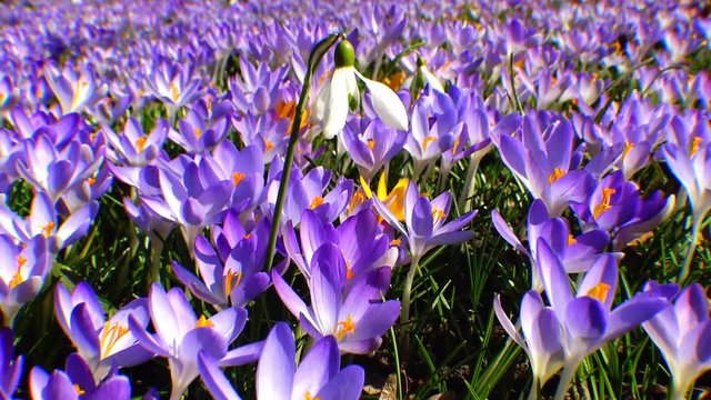 Beautiful spring crocuses and galanthus in the garden