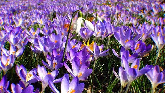 Beautiful spring crocuses and galanthus in the garden