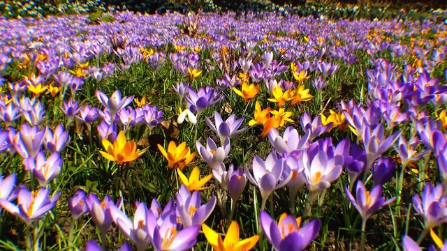 Beautiful spring crocuses and galanthus in the garden