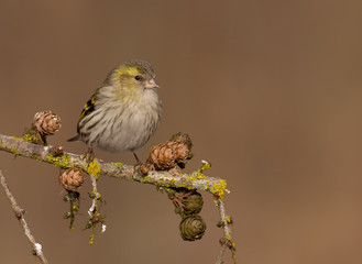 Eurasian Siskin - Spinus spinus / Carduelis spinus - female