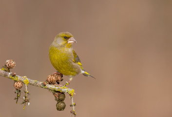 European Greenfinch - Chloris chloris / Carduelis chloris