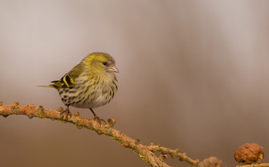Eurasian Siskin - Spinus spinus / Carduelis spinus - female