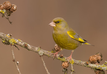 European Greenfinch - Chloris chloris / Carduelis chloris