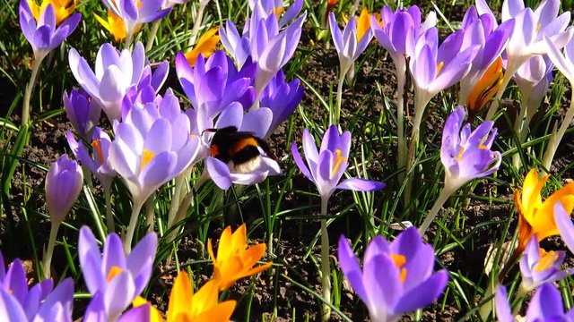 Beautiful spring crocuses and galanthus in the garden