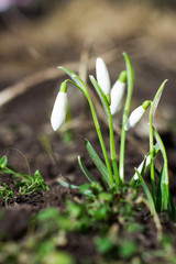 подснежники на земле белые 