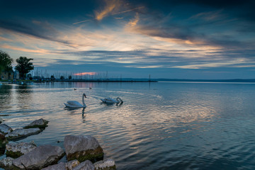 Swans on the lake Balaton in the night sky.