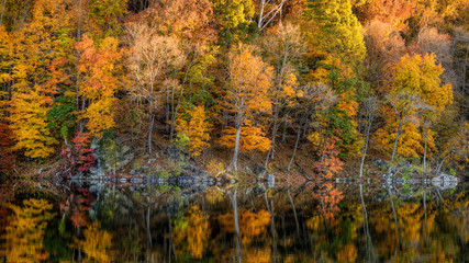 Autumn foliage