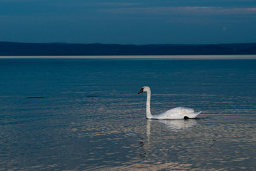 Swans on the lake Balaton in the night sky.