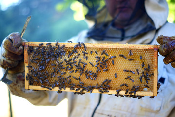 Pszczelarz i pszczoły.