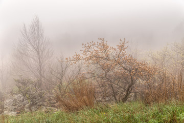 Obraz na płótnie Canvas Trees in the fog