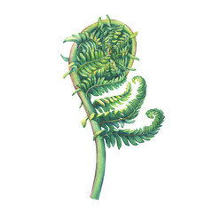 A fern unrolling a young frond. Polypodiopsida. Hand drawn watercolor painting on white background.