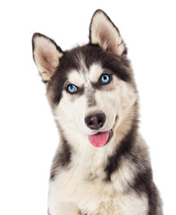 Portrait of Siberian husky on white background