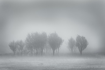 Trees in the fog