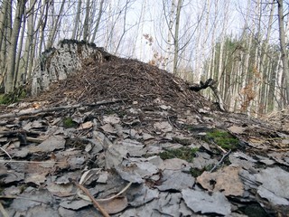 Муравейник на пне
