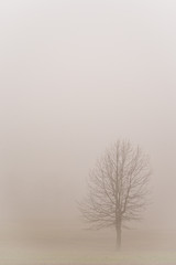 Trees in the fog