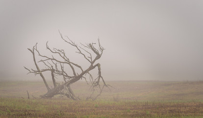 Trees in the fog