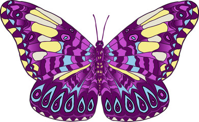 Векторное изображение разноцветная тропическая бабочка изолированная на белом фоне