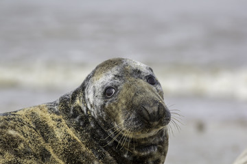 Fototapeta premium Sad looking seal with puppy eyes
