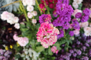 ストックの花