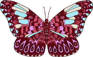 Векторное изображение разноцветная тропическая бабочка изолированная на белом фоне