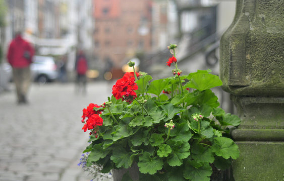 Geranium in the flowerpot on the street in the center of Gdansk.