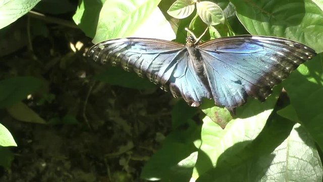Morpho peleides butterfly closeup