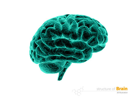Human brain, x-ray, anatomy structure. Human brain anatomy 3d illustration. isolated withe