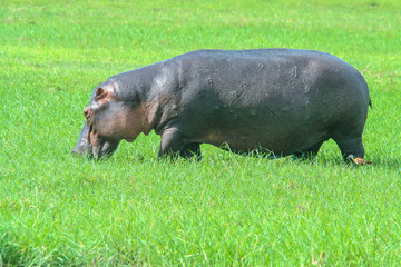 Behemoth (Hippopotamus amphibius) on the Green Grass
