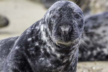 Close-up of a seal face. This beuatiful large grey seal is looking at the camera with a sandy face. From the Horsey wild seal colony.