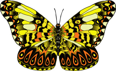 Векторное изображение разноцветная тропическая бабочка изолированная на белом фоне