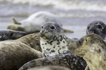 Fototapeta premium Spotty seal in Horsey (Norfolk, UK) wild grey seal colony
