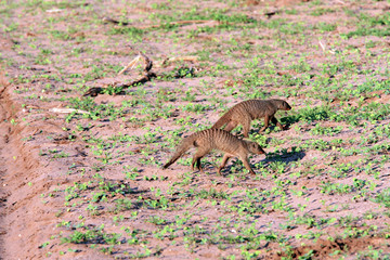 The banded mongoose (Mungos mungo) in Chobe Park, Botswana