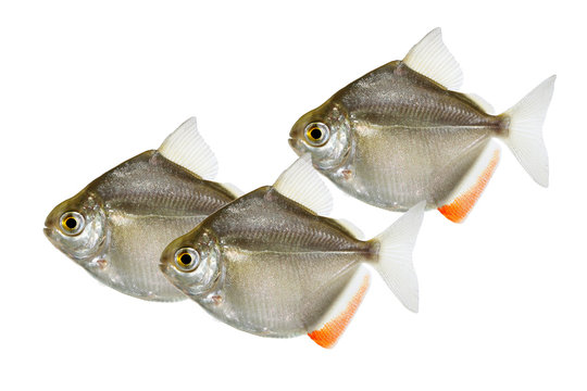 Swarm of Silver Dollar genus metynnis schooling aquarium fish 