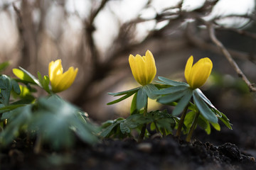 Obraz premium Winter aconite or eranthis flowers with shallow DOF and blurred foreground and background