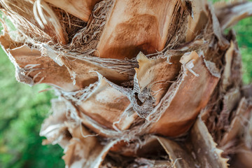 palm tree bark background texture