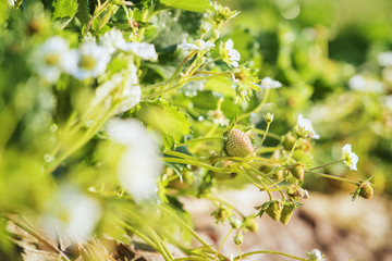 Obraz premium Strawberry farm