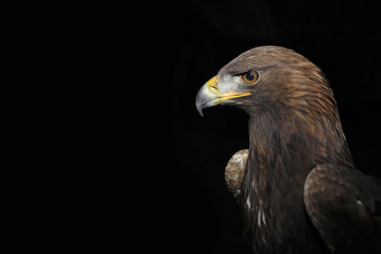 Steinadler Studiofoto vor schwarzem Hintergrund
