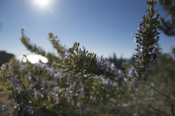 Rosemary camphor wild plant (Rosemarinus officinalis)