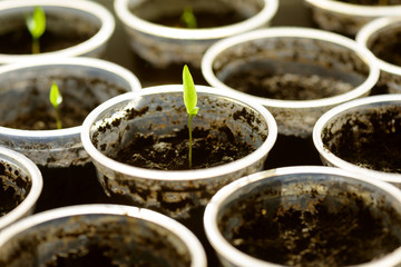 Young Seedling. Young seedlings growing on windowsill in plastic cup